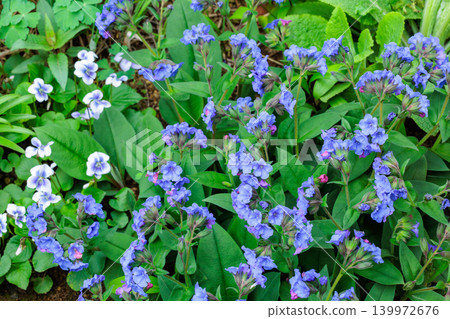 Cobalt blue Pulmonaria flowers blooming in a spring garden Cobalt blue Pulmonaria flowers blooming in a spring garden 139972676
