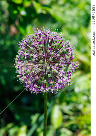 Purple Rain, a unique allium with spherical flowers Purple Rain, a unique allium with spherical flowers 139972682