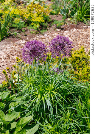 Purple Rain, a unique allium with spherical flowers 139972683