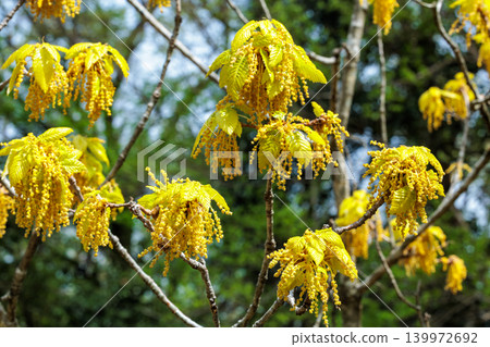 Oak flowers blooming quietly in the spring forest Oak flowers blooming quietly in the spring forest 139972692