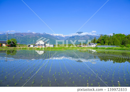Rice paddies after planting and the snow-capped Northern Alps [Ikeda Town, Kitaazumi District] 139972833