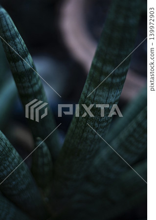 Close Up Of Sansevieria Cylindrica Leaves, A photo of Sansevieria cylindrica leaves, tall cylindrical green leaves with striped, perfect for modern plant or indoor garden documentary. Close Up Of Sansevieria Cylindrica Leaves, A photo of Sansevieria cylindrica leaves, tall cylindrical green leaves with striped, perfect for modern plant or indoor garden documentary. 139972903