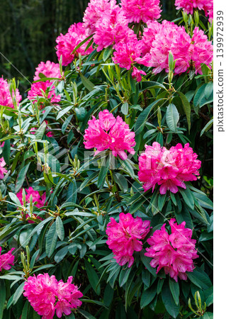 Beautiful pink rhododendron flowers blooming in the spring forest. Beautiful pink rhododendron flowers blooming in the spring forest. 139972939