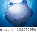 A breathtaking close encounter with a manta ray 139972950