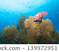The boss of the grouper and the cardinalfish 139972951