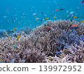 Red, blue, and yellow damselfish 139972952