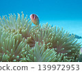 Clownfish and the Blue Sea 139972953