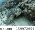 A sea turtle from directly in front 139972954