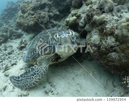 A sea turtle from directly in front A sea turtle from directly in front 139972954