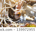 Clownfish and the eyeball inside the egg 139972955