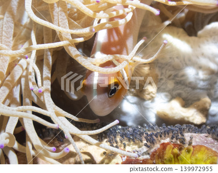 Clownfish and the eyeball inside the egg Clownfish and the eyeball inside the egg 139972955