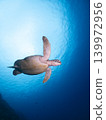 Sea turtle and sun 139972956
