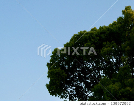 A refreshing blue sky and vibrant, lush green trees. A refreshing blue sky and vibrant, lush green trees. 139972992