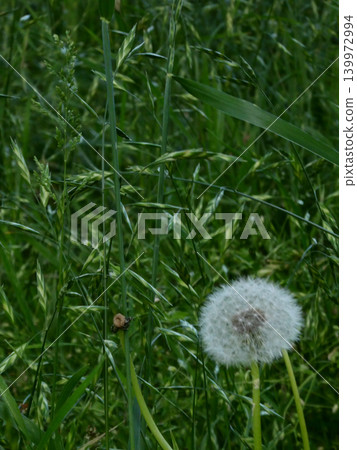 Dandelion fluff stands quietly in the lush green grass. Dandelion fluff stands quietly in the lush green grass. 139972994
