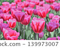 美麗的鬱金香花 139973007