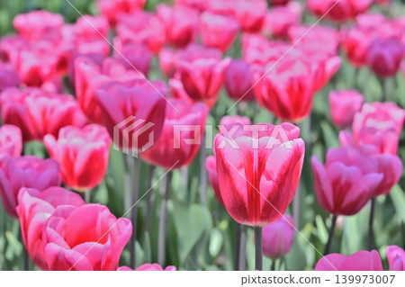Beautiful tulip flower 139973007