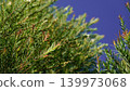 Melaleuca bracteata macro leaves small world	 139973068