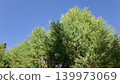 Melaleuca bracteata macro leaves small world	 139973069