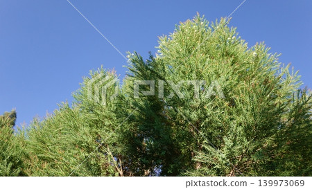 tree, leaf, green 139973069