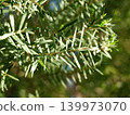 Melaleuca bracteata macro leaves small world	 139973070