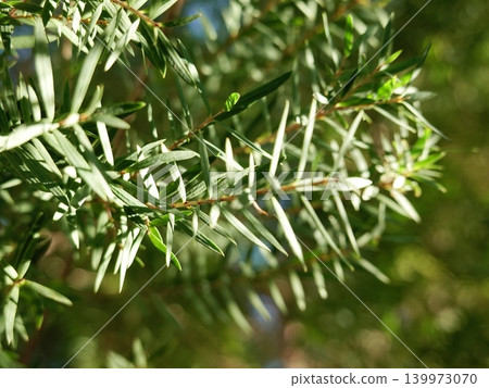 tree, leaf, tea 139973070