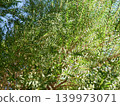 Melaleuca bracteata macro leaves small world	 139973071