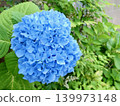 美麗的藍色繡球花在翠綠的葉子襯托下盛開。 139973148