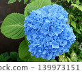 碩大的繡球花，有著醒目、鮮豔的藍色。 139973151