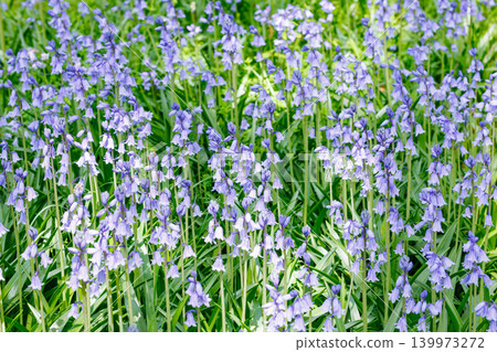 Scilla campanulata flowers blooming in the forest 139973272