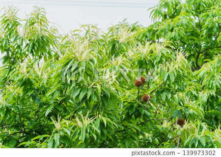 Chestnut blossoms blooming in early summer and chestnuts remaining from the previous year. 139973302