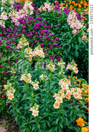 Apricot-colored snapdragon flowers bloom beautifully in the early summer garden. Apricot-colored snapdragon flowers bloom beautifully in the early summer garden. 139973321