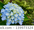 初夏時節，公園裡盛開著色彩鮮豔的藍白漸層繡球花。 139973324