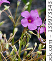 酢漿草（Oxalis corniculata）的小巧而鮮豔的花朵在初夏的陽光下綻放。 139973343