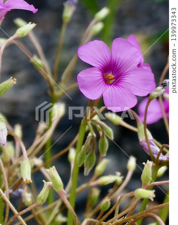 The small, vibrant flowers of the Oxalis corniculata bloom in the early summer sunlight. The small, vibrant flowers of the Oxalis corniculata bloom in the early summer sunlight. 139973343