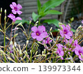 粉紅色的酢漿草成簇生長，點綴著路邊和花園。 139973344