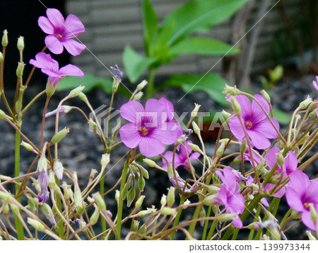 Clusters of pink Oxalis corniculata adorn roadsides and gardens. Clusters of pink Oxalis corniculata adorn roadsides and gardens. 139973344