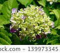 新開的繡球花色彩清新自然，層次豐富。 139973345