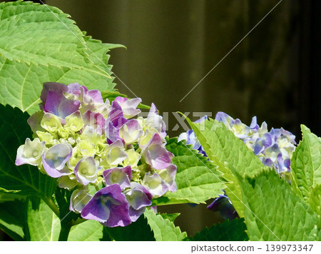 Hydrangeas, with their striking purple and green contrast, shine brightly in the strong sunlight of early summer. Hydrangeas, with their striking purple and green contrast, shine brightly in the strong sunlight of early summer. 139973347