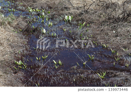 Spring has arrived. Skunk cabbage has begun to bloom in Oze Marsh. Its pure white appearance is lovely and beautiful. 139973446