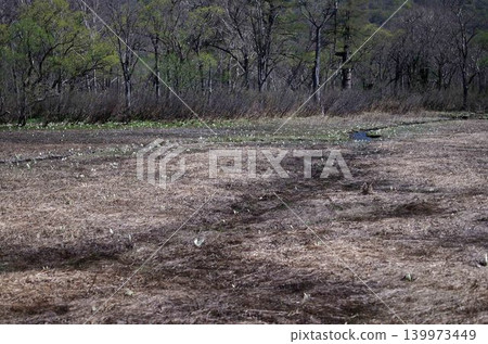 Spring has arrived. Skunk cabbage has begun to bloom in Oze Marsh. Its pure white appearance is lovely and beautiful. Spring has arrived. Skunk cabbage has begun to bloom in Oze Marsh. Its pure white appearance is lovely and beautiful. 139973449