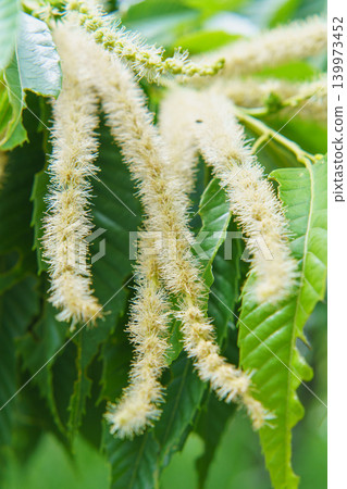 板栗花 板栗花 139973452