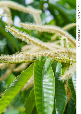 Chestnut flowers Chestnut flowers 139973460