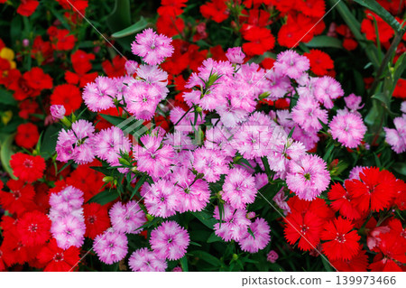 Brightly blooming Dianthus flowers in an early summer garden 139973466