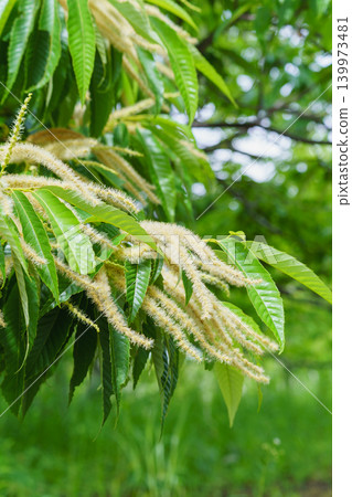 Chestnut flowers 139973481