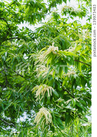 板栗花 板栗花 139973483