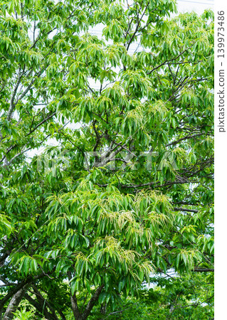 Chestnut flowers Chestnut flowers 139973486