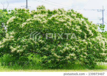 Chestnut flowers Chestnut flowers 139973487