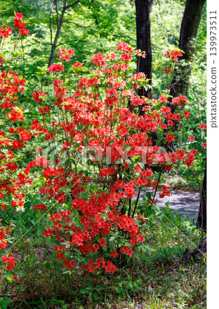 The vibrant orange flowers of the mountain azalea bloom in the forest. The vibrant orange flowers of the mountain azalea bloom in the forest. 139973511