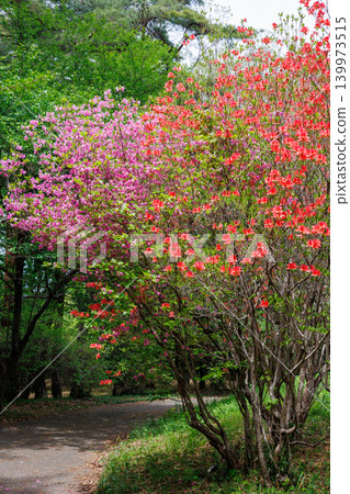 The vibrant orange flowers of the mountain azalea bloom in the forest. The vibrant orange flowers of the mountain azalea bloom in the forest. 139973515