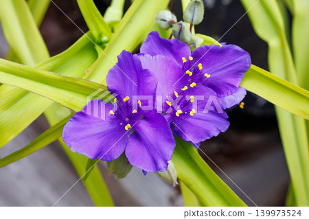 Tradescantia flowers blooming in a garden in early summer Tradescantia flowers blooming in a garden in early summer 139973524